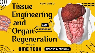 Tissue Engineering and Organ Regeneration in Biomedical Engineering