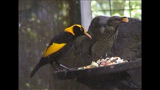 Regent bowerbirds, O'Reilly's Rainforest Retreat, Australia