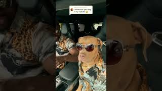 #dog #dogs #funny #funnydogs #funnyvideo #shorts