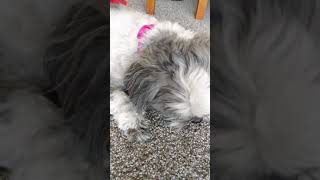 Cute dog eats treats #Shorts