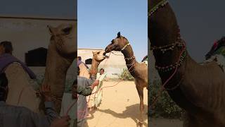 Sense of mutuality in camels #shorts #shortvideo  #youtubeshorts