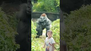 Gorilla Video Monkey video #gorilla #gorillaconservation #zoo #zookeeper #wildlife