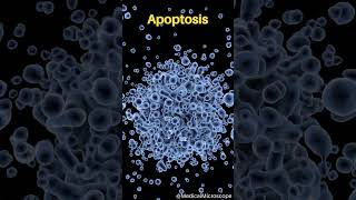 Apoptosis │ Selected medical terminology │ #medicalterminology #short