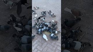 Colorful Pigeons in slow motion #pigeon #colors #slowmotion #flying #uae