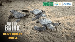 On the Brink S2: Olive Ridley Turtle | Trailer