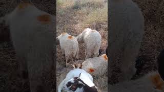 ما هو الحيوان الذي يذهب مع الماعز؟ #animals #villagelife #viralvideo