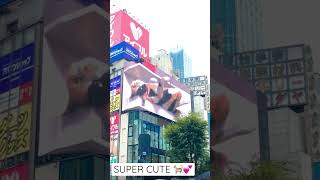 SUPER REALISTIC 3D CAT ON A DIGITAL BILLBOARD IN SHINJUKU,TOKYO 🇯🇵🐈💕🙂