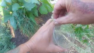 Collecting buttercrunch lettuce seeds