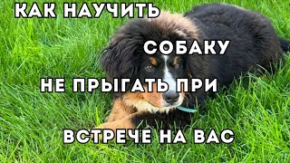 Как научить собаку не прыгать на Вас при встрече?