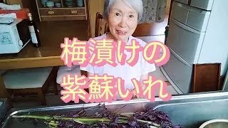 梅漬けの【紫蘇入れ】美味しそうなきれいな色になる漬け方