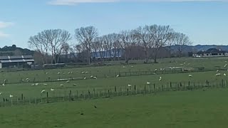 Fields near Maraeteri, Auckland