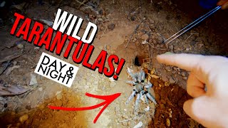 Aphonopelma seemanni - Wild Tarantula Documentary