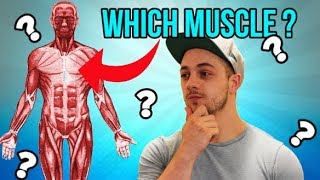 Can A Massage Therapist Pass THESE Muscle Anatomy Tests!?