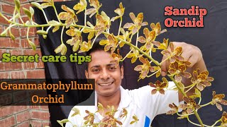 The secret care tips for Grammatophyllum in Bengali@SandipOrchid #orchid #grammatophyllum#scriptum