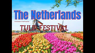 Tulips Festival in The Netherlands #traveltoeurope #tulipfields #keukenhof #pinoyvlogger #adventure