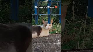 A cat - the Beauty of Nature