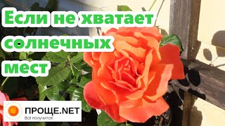 Болезни роз🥀Где посадить розу, чтобы она меньше болела? Восточное и западное солнце. Изи Даз Ит 🌹