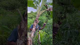 Cutting banana blossom #giantbanana #bigbanana