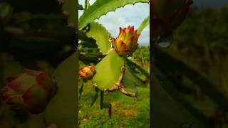 #dragonfruits #gardening #shortvideo #farming #viralvideo #grafting #naturefarm #propagation  #shot