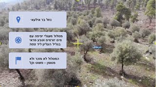 נחל בר אלעאי ונחל שכוי, מסלול מעגלי לא מוכר ליד צפת. טבע. מים זורמים, פטריות, זיתים וקברי צדיקים.