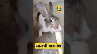 #shorts #reels #rabbit #funny #viralvideo #short #cute #animallover