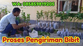 Pengiriman Bibit Ke Kalimantan & Manado