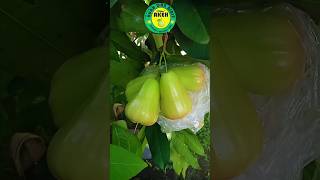 Jambu Madu Deli Hijau Samping Rumah #shorts #jambuair #jambumadudeli #jualbibit #cangkok #viral