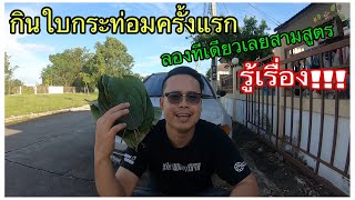 ลองกินใบกระท่อมครั้งแรก เคี้ยวใบกันสดๆไปเลย หลังจากนั้นรู้เรื่อง!!!