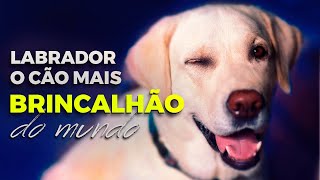 Labrador - Tudo sobre o cão mais brincalhão do mundo