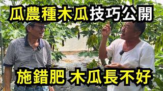 種木瓜如何施肥和灌溉?職業瓜農這樣施肥木瓜結果多?搭網室種木瓜有什麼作用?嘉義中埔鄉木瓜園實地經驗分享| 阿星種植