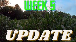 Egyptian Wheat Update | 5 Week Check In