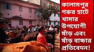 কালামপুর গরুর হাটের খামার উপযোগী ষাঁড় এবং ষাঁড়ের বাচ্চার প্রতিবেদন। Digital Bangladesh!