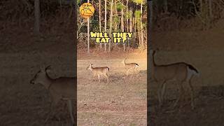 DEER HERD Has returned for experiment time! #shorts #wildlife #nature