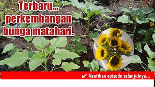 Bunga matahari 🌻🌻 ll part 2.