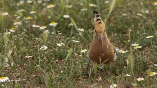 Singing On The Roof - Eurasian hoopoe - Pupăză - Upupa epops