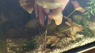 How to propagate Red Dwarf Aquarium Lilly from start to finish