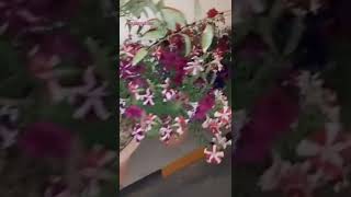 Flowers | Phool #flowers #viral #shortvideo #shorts