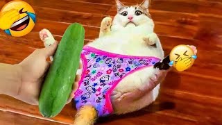 Funniest And Cute Cats And Dogs 😂 |Collection Of Funny Video 2024🐕