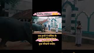 अल्लाहु अकबर 🤲🤲 एक हाथी ने मस्जिद के चौखट पर अपने सर रख दिया #alibhainpl #ytshorts