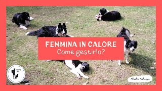 Femmina in calore? Ecco come gestire la situazione.