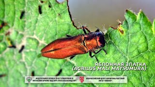 Яблонная златка (Agrilus mali Matsumura)