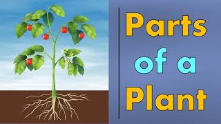 Parts of a Plant | Function of Plant Parts