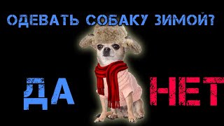 Нужно ли зимой одевать собак?