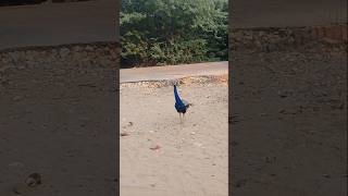 Peacock in Thar Desert #ytshorts #peacockShorts #ColourfulBirds #peacockBeauty #wildlifeShorts