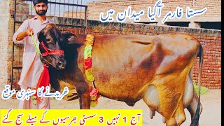 Gondal Dairy Farm ||Dairy Cows for Sale ||Jersey Cows In Punjab ||Cows For Sale In Punjab Today