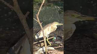 Indian Pond Heron #heron #herons #beautiful #birds #love #shortsfeed #youtube #ytshorts #beauty #yt