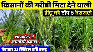 Gehu ki best variety🌾गेहूं की सबसे अधिक पैदावार देने वाली 5 वैरायटी🌱Wheat Top Variety in 2024/25