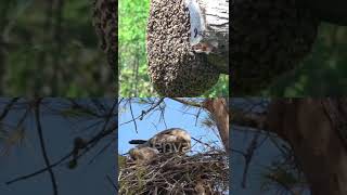 eagle 🦅 nice ☺️ nest on the trees and bee 🐝 nice group 🤣🤣