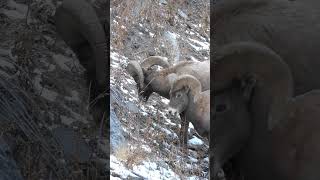 Big Horn Sheep in Big Thompson Canyon in Colorado