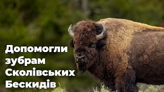 UAnimals подбали про зубрів Сколівських Бескидів